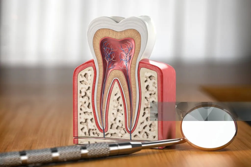 anatomy of teeth