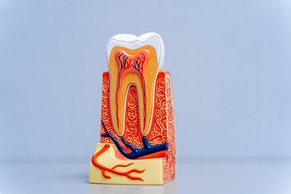 root canal therapy parkdale